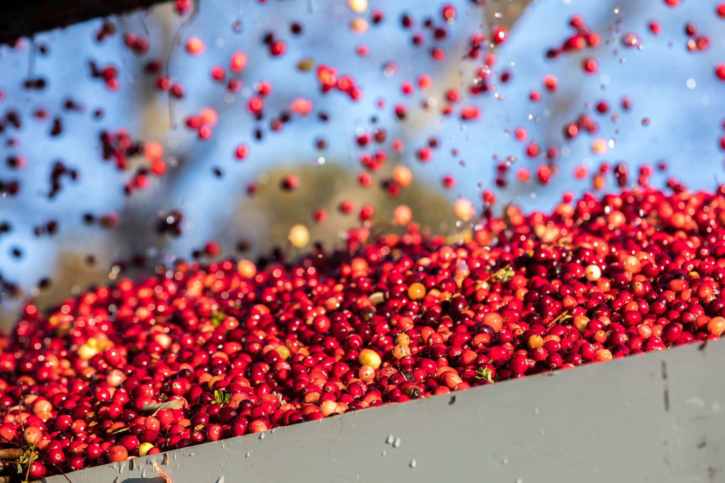 Are cranberries healthy? Here’s what science says