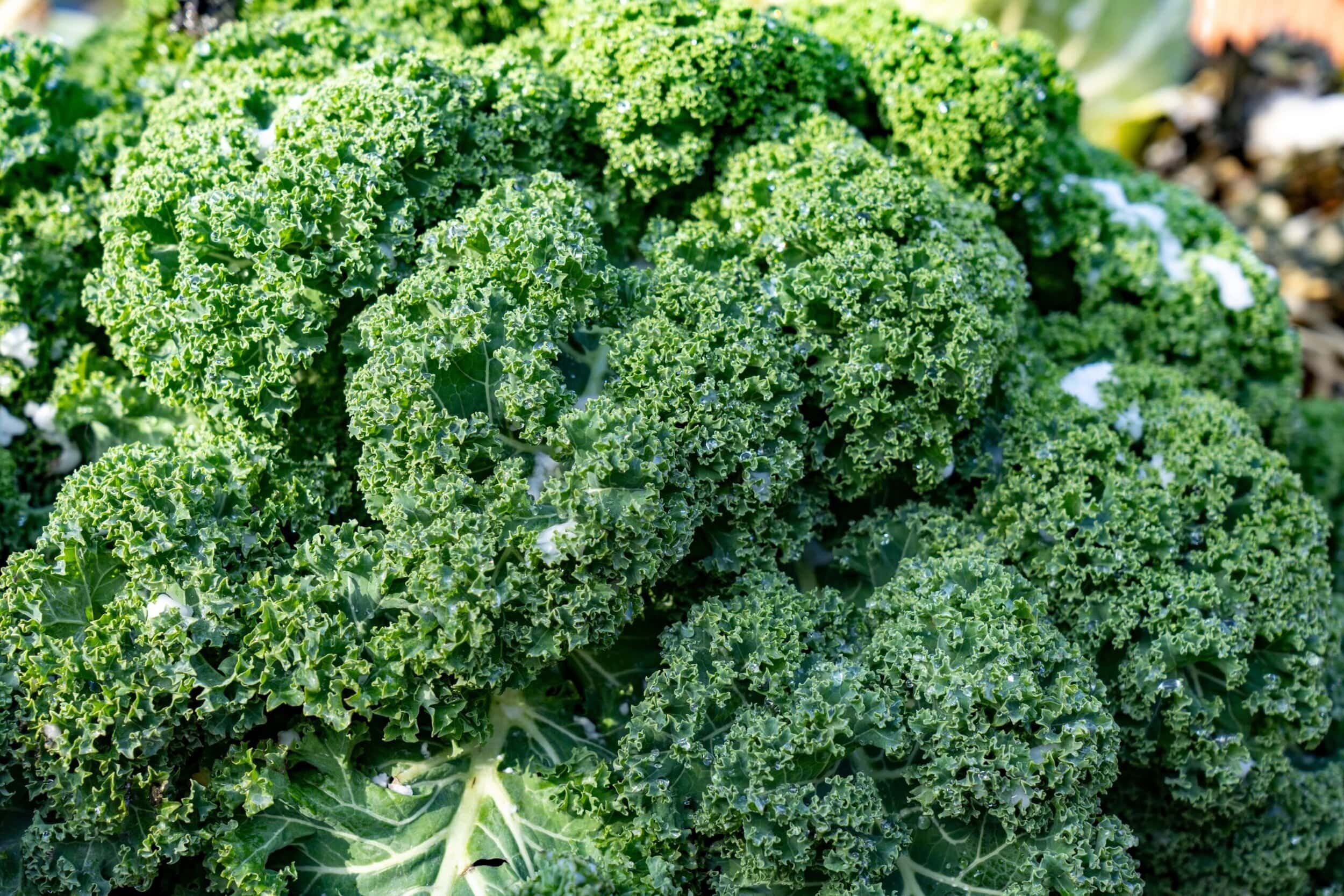 Is kale good for weight loss? Absolutely—and so much more